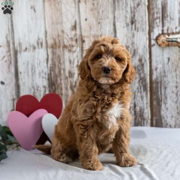 Harriet, Mini Labradoodle Puppy